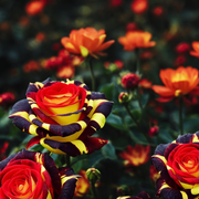 🌹Rare Rose "Firebird" -Love Flower