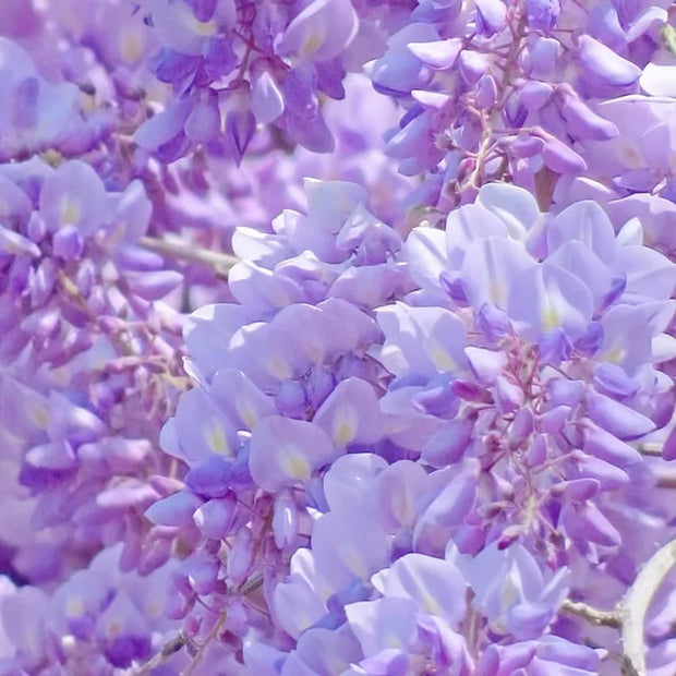 🌿WISTERIA FLOWER SEEDS--NATURE'S PURPLE ELEGANCE