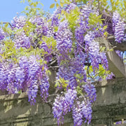 🌿WISTERIA FLOWER SEEDS--NATURE'S PURPLE ELEGANCE