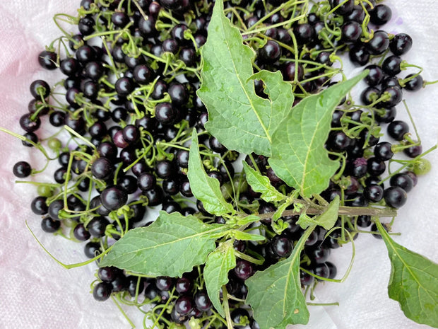 Solanum nigrum Seeds, Black Nightshade Seeds