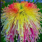 🌼🌼Beautiful Rare Spider Chrysanthemum 🌻 Very Easy