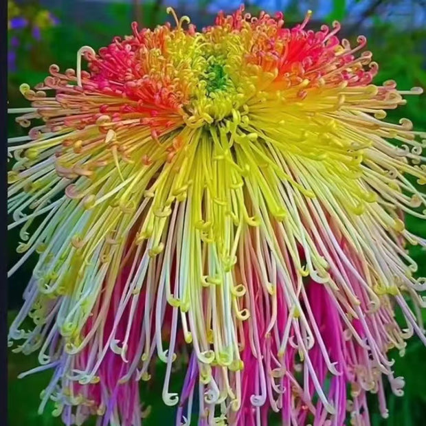 🌼🌼Beautiful Rare Spider Chrysanthemum 🌻 Very Easy