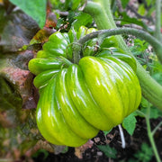 Multicolor Tomato Seeds-No Gmo