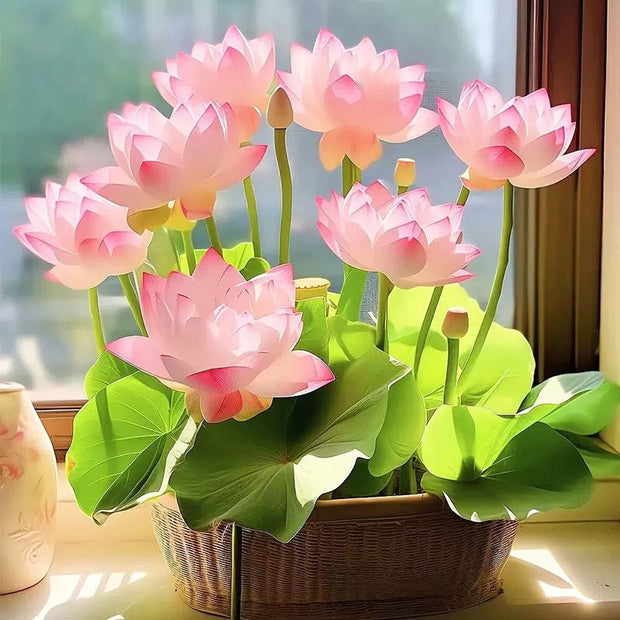 🌸【7 days germination】💐The Sacred Bonsai Bowl Lotus Flower