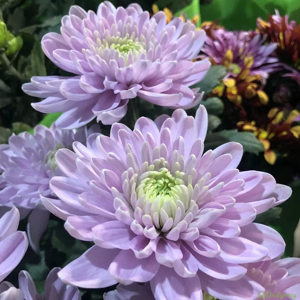 🌼🌼Beautiful Rare Spider Chrysanthemum 🌻 Very Easy