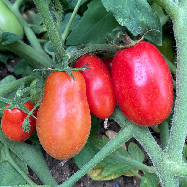 Roma Tomato Organic