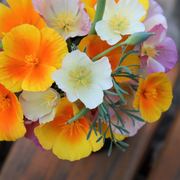 California Poppy Seeds - Mixed Colors