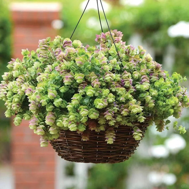😍Last Day Sale - 60% OFF✨Ornamental Oregano Seeds - 2024 New Variety "Paper Folding Picture"