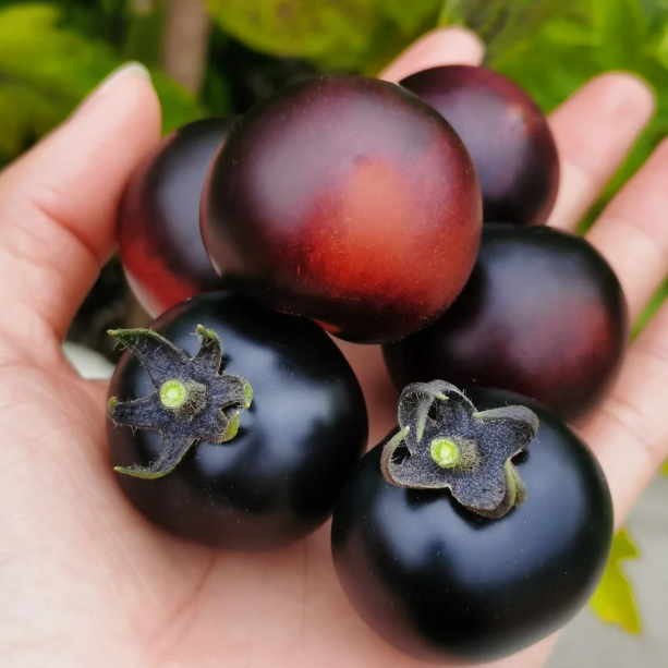 🍅Rare Black Tomato Seeds