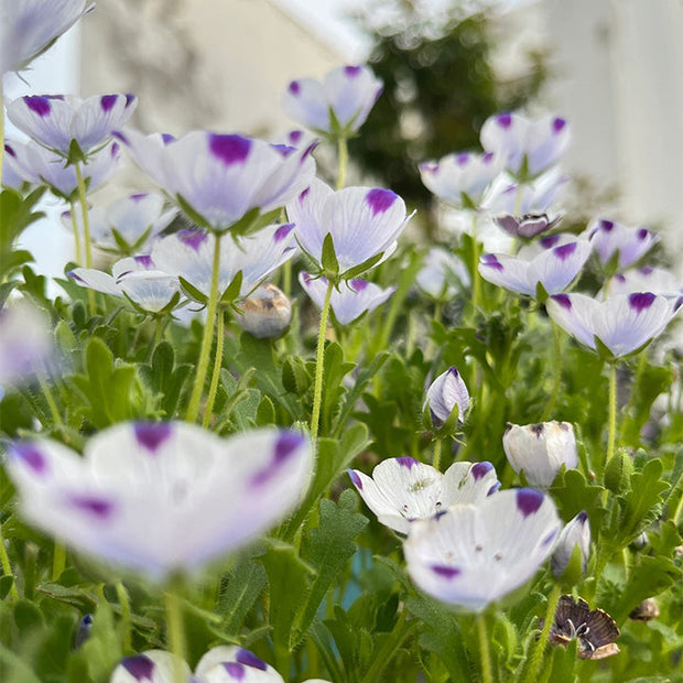 💙Baby-Blue-Eyes Seeds—Sky Color