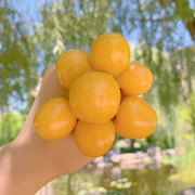 🍒Golden Berry Seeds Lantern Fruit Seeds—Golden Fruit