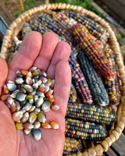 Decorative Corn Gem corn  Seeds