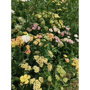 Swamp Milkweed Seeds - Mix