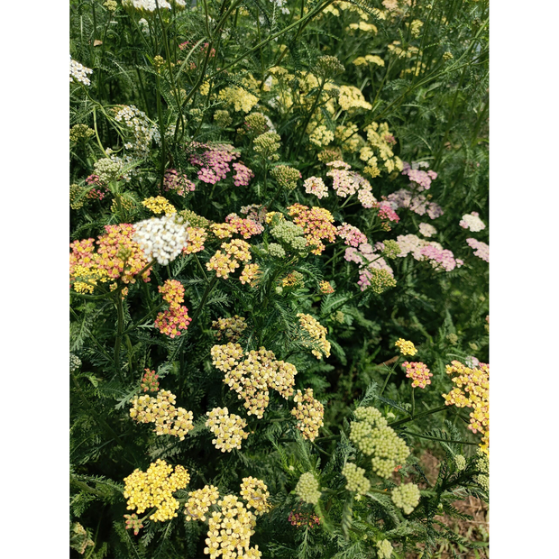 Swamp Milkweed Seeds - Mix