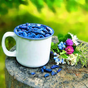 Egrow 50Pcs,100Pcs/Pack Lonicera Caerulea Fruit Seeds Home Garden Plants Honeyberry Blueberry Seeds