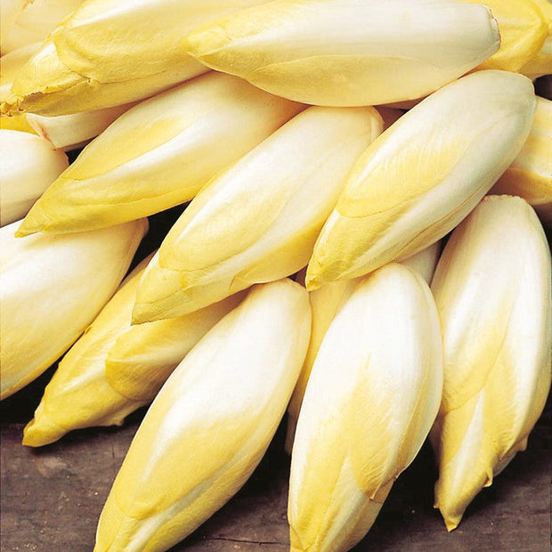 Golden Cabbage🌱: The Perfect Choice for Your Garden – A Rare Variety!🌿