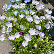 💙Baby-Blue-Eyes Seeds—Sky Color