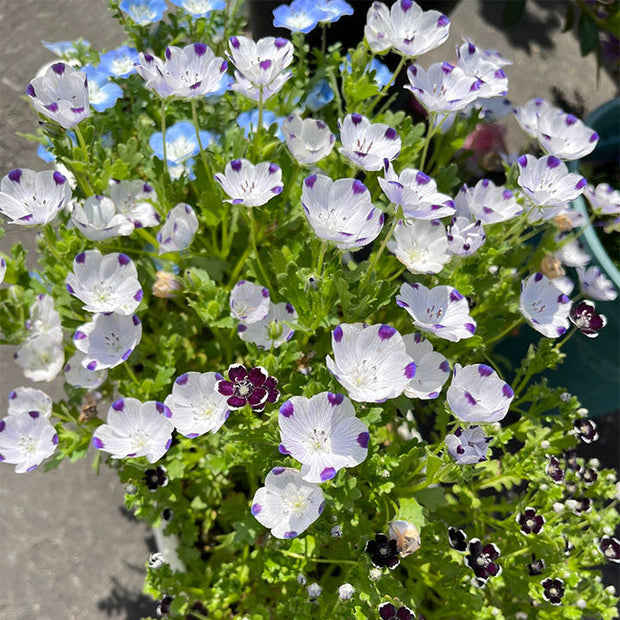 💙Baby-Blue-Eyes Seeds—Sky Color