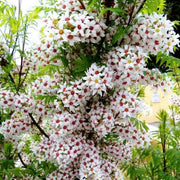 🌸Xanthoceras Sorbifolia, Raintree Flower Seeds