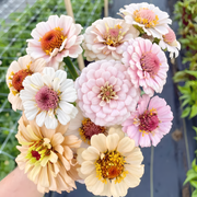🌺Double Zinnia Mixed Color Seeds
