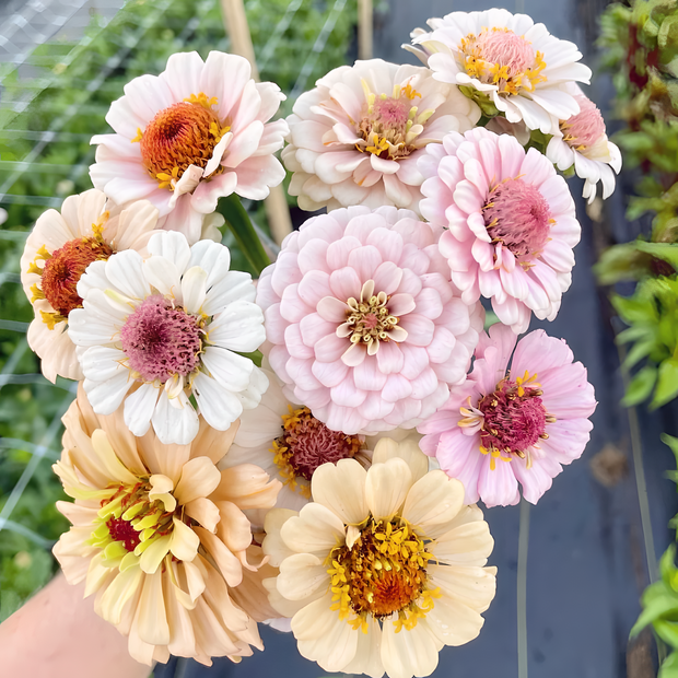 🌺Double Zinnia Mixed Color Seeds