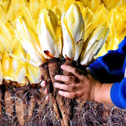 Golden Cabbage🌱: The Perfect Choice for Your Garden – A Rare Variety!🌿