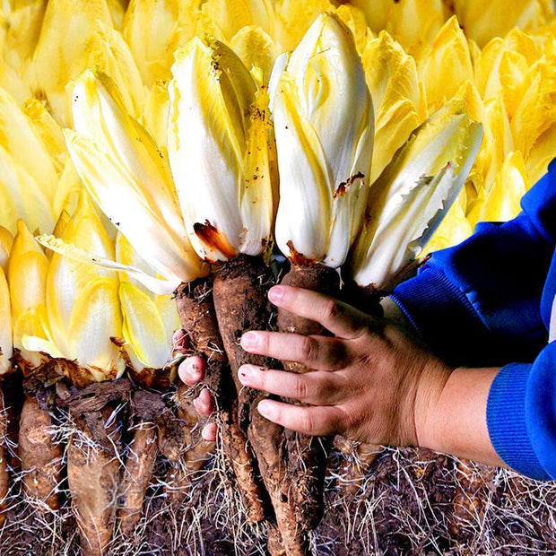 Golden Cabbage🌱: The Perfect Choice for Your Garden – A Rare Variety!🌿
