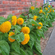 🌻🌻Teddy Bear Sunflower Seeds