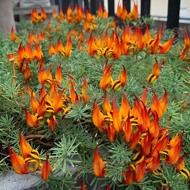 🦜Parrot's Beak Lotus Japonicus Seeds🌿