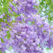 💐Stunning Flowers Blue Jacaranda Seed🌱Long Flowering Period