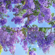 💐Stunning Flowers Blue Jacaranda Seed🌱Long Flowering Period