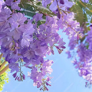 💐Stunning Flowers Blue Jacaranda Seed🌱Long Flowering Period