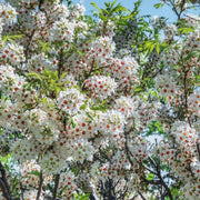 🌸Xanthoceras Sorbifolia, Raintree Flower Seeds