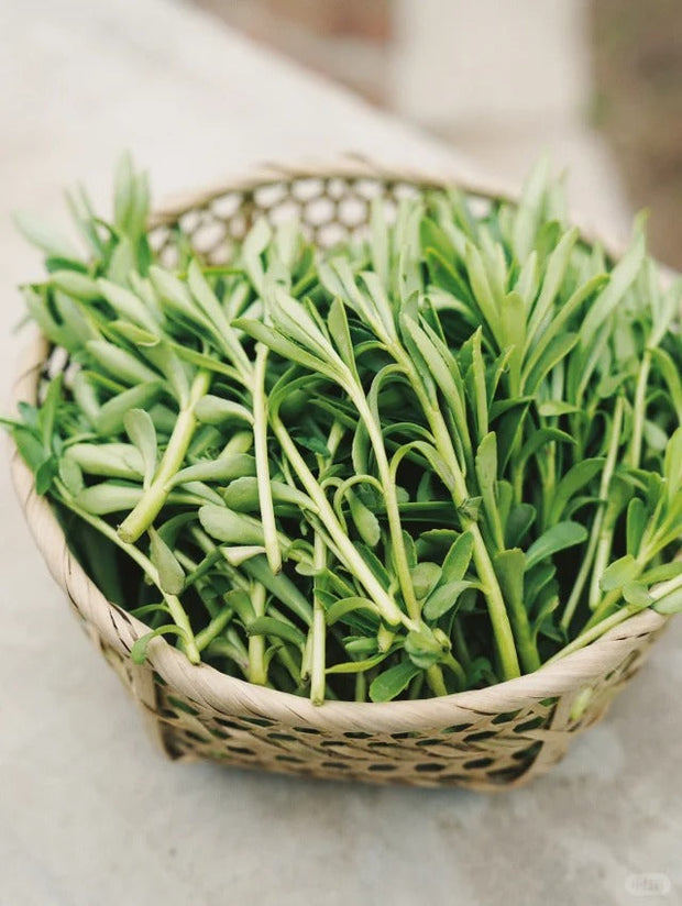 High-Calcium Heart-Nourishing Herb（Sedum aizoon L. ）