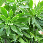 High-Calcium Heart-Nourishing Herb（Sedum aizoon L. ）