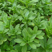 High-Calcium Heart-Nourishing Herb（Sedum aizoon L. ）