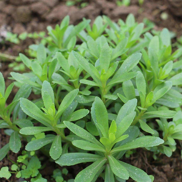 High-Calcium Heart-Nourishing Herb（Sedum aizoon L. ）