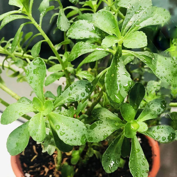 High-Calcium Heart-Nourishing Herb（Sedum aizoon L. ）