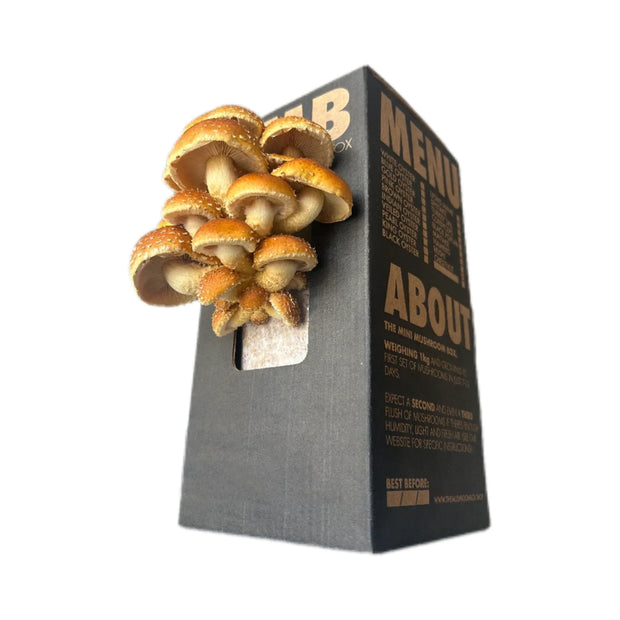 Mushroom Grower Kit