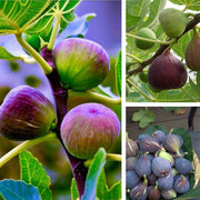 Fig Tree Seeds (Ficus carica)🍀Sweet Fruit Shrub-Cold and heat resistant