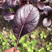 Purple Rapeseed Vegetable Seeds- Winter Marvel Bug Repellent