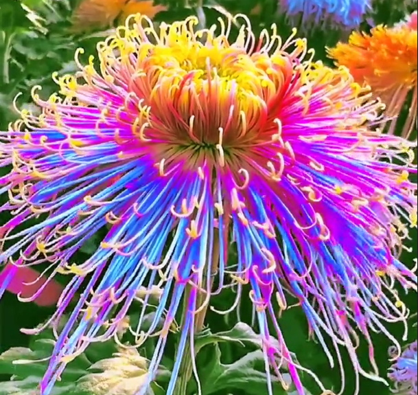 🌼🌼Beautiful Rare Spider Chrysanthemum 🌻 Very Easy