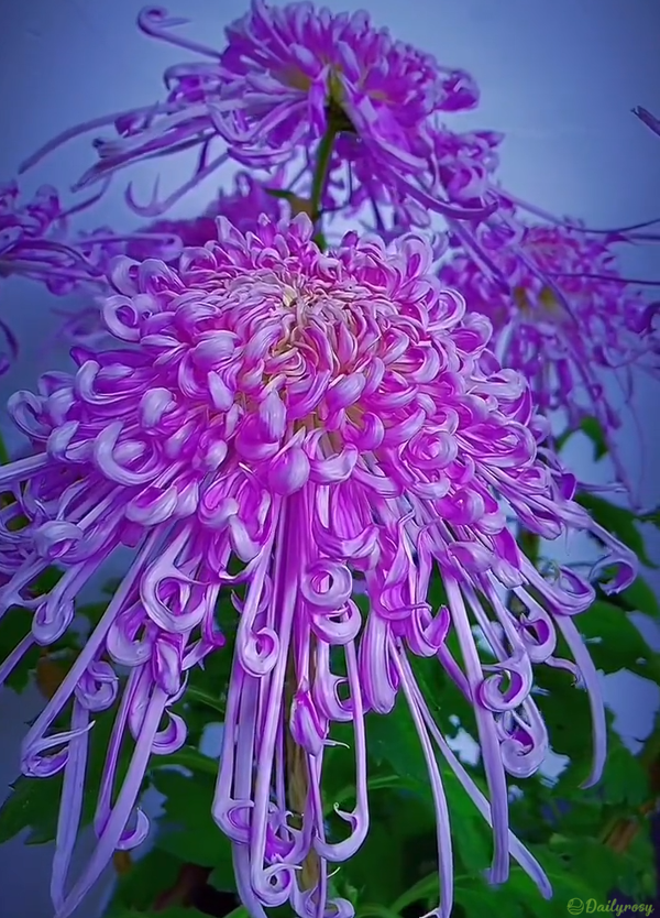🌼🌼Beautiful Rare Spider Chrysanthemum 🌻 Very Easy