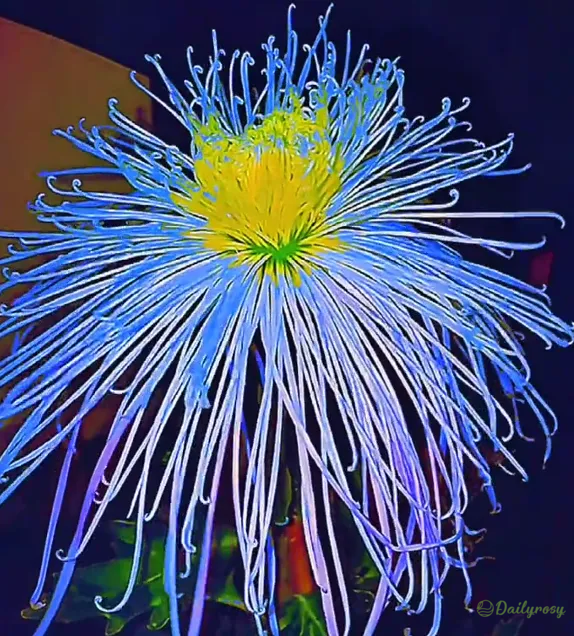 🌼🌼Beautiful Rare Spider Chrysanthemum 🌻 Very Easy
