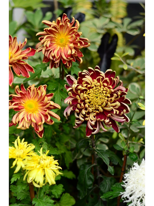 🌼🌼Beautiful Rare Spider Chrysanthemum 🌻 Very Easy