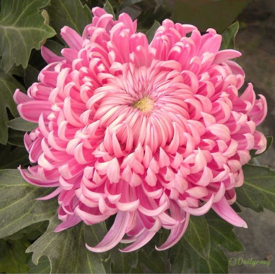 🌼🌼Beautiful Rare Spider Chrysanthemum 🌻 Very Easy