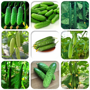 Thornless Fruit Cucumber Seeds