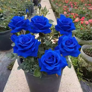 💥50% OFF 💙Blue Enchantress Mix Blue Rose Seeds✨