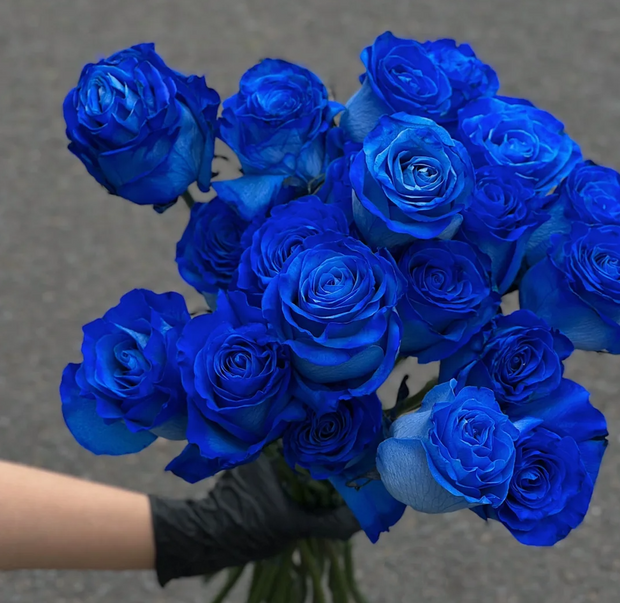 💥50% OFF 💙Blue Enchantress Mix Blue Rose Seeds✨