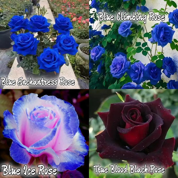 💥50% OFF 💙Blue Enchantress Mix Blue Rose Seeds✨